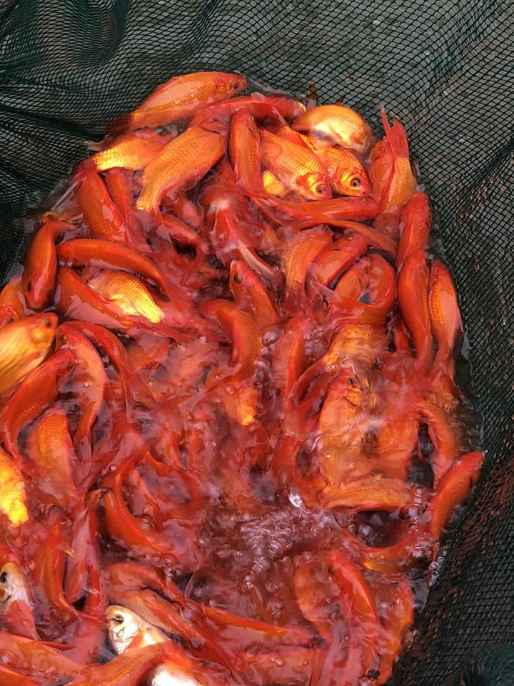 cá chép đỏ giống