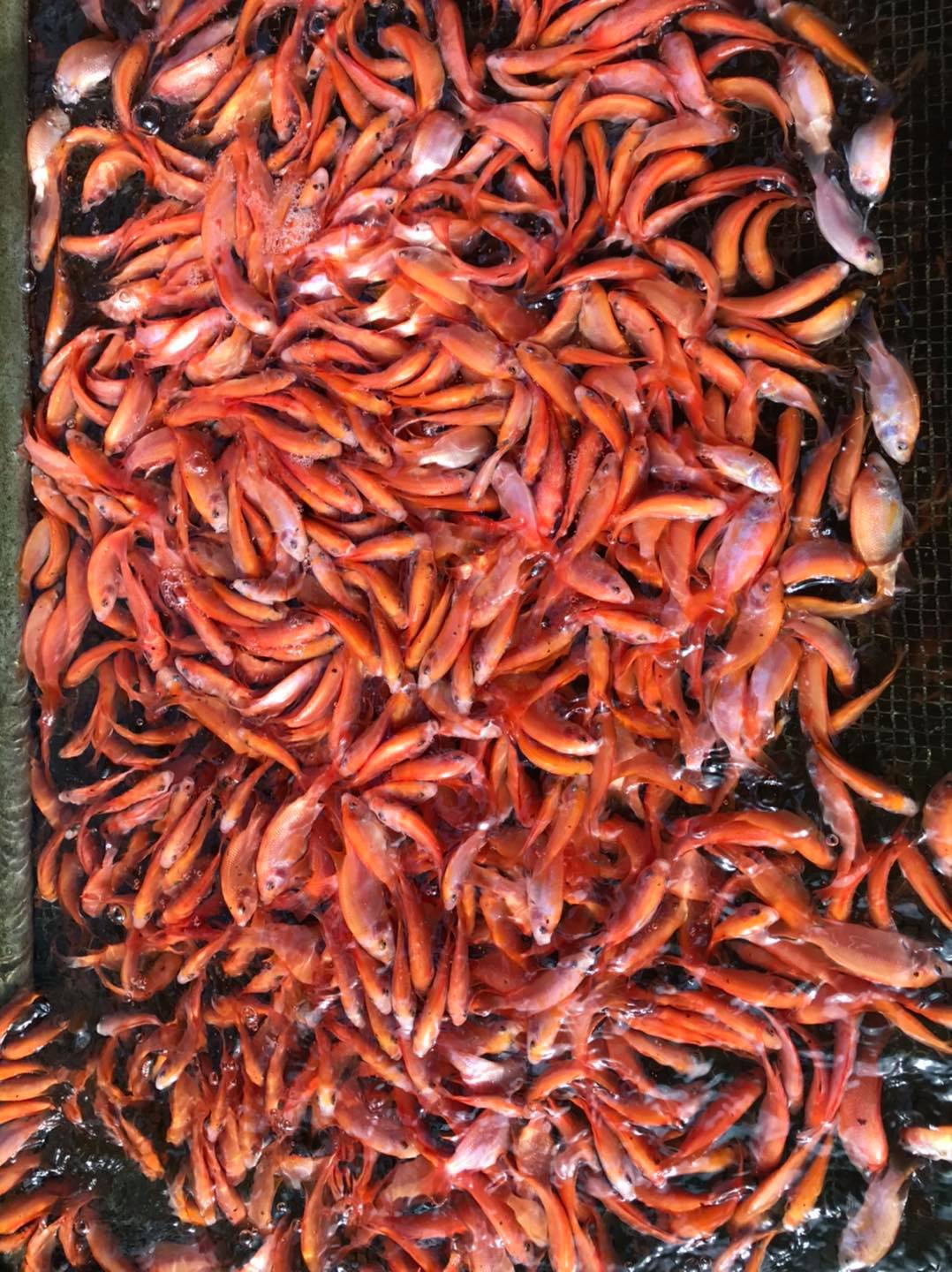 cá diêu hồng giống cá diêu hồng giống