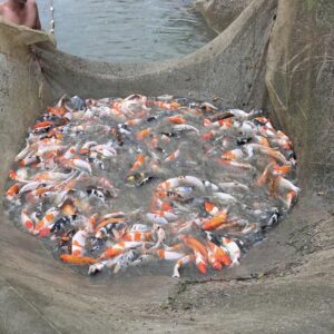 cá koi giống