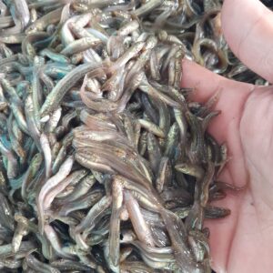 cá chạch bùn giống
