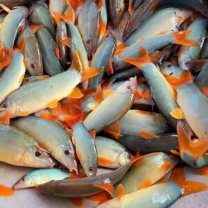cá heo nước ngọt giống