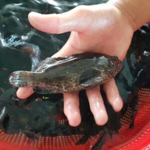 cá mú cọp giống