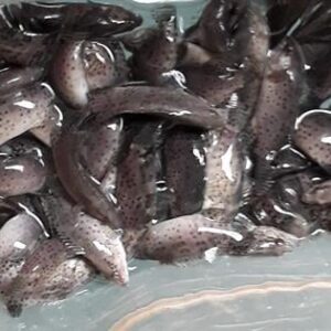 cá mú đen giống