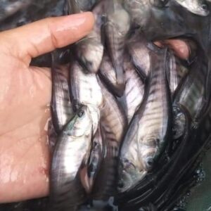 cá thác lác giống