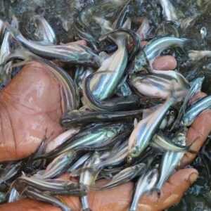 cá tra dầu giống