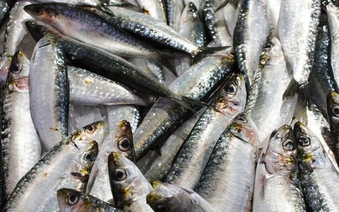 cá mòi cờ biển giống cá mòi cờ biển giống