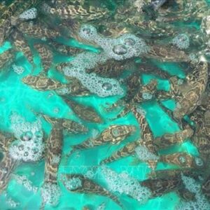 cá mú nghệ giống