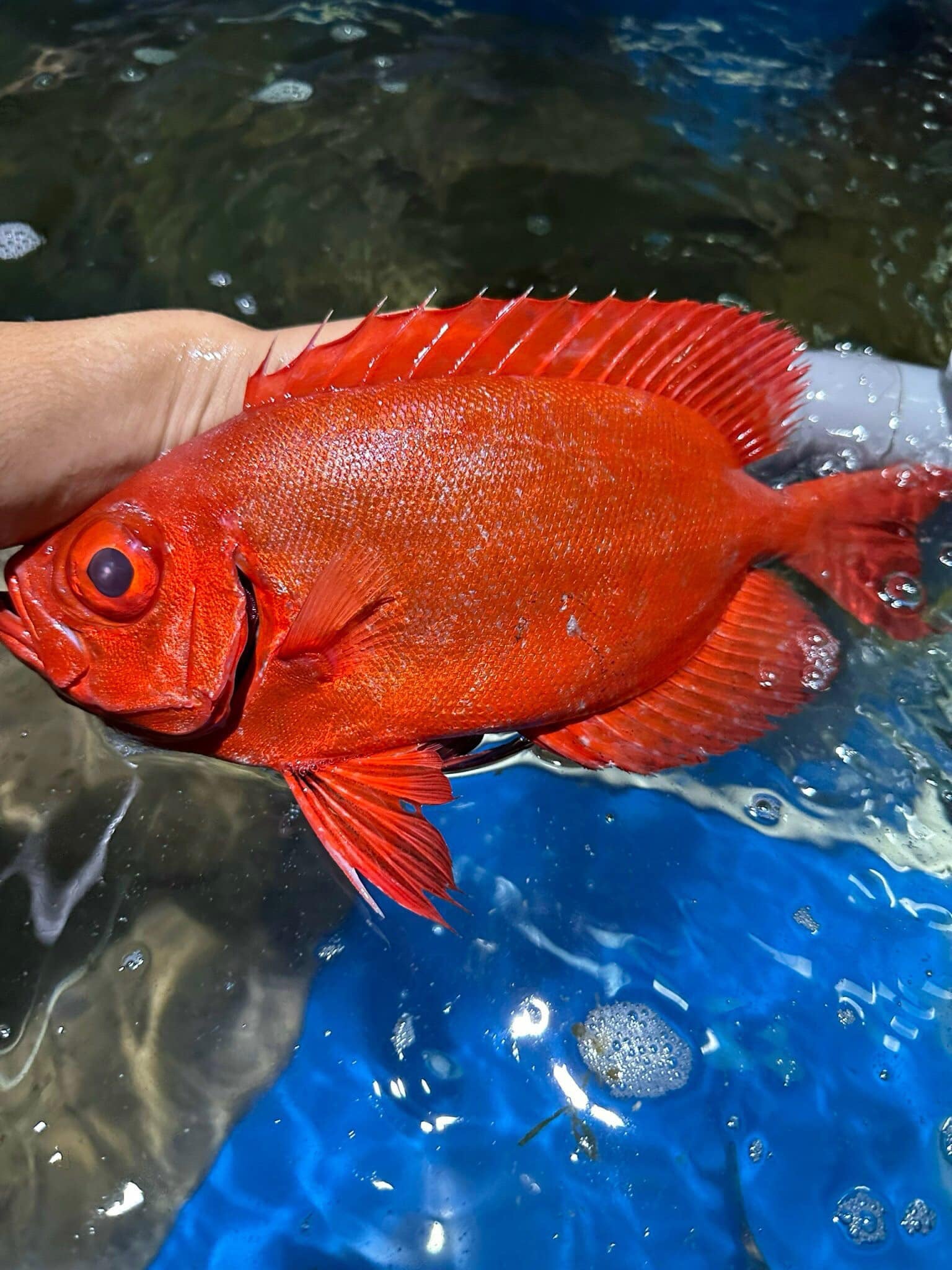 cá sơn thóc giống cá sơn thóc giống