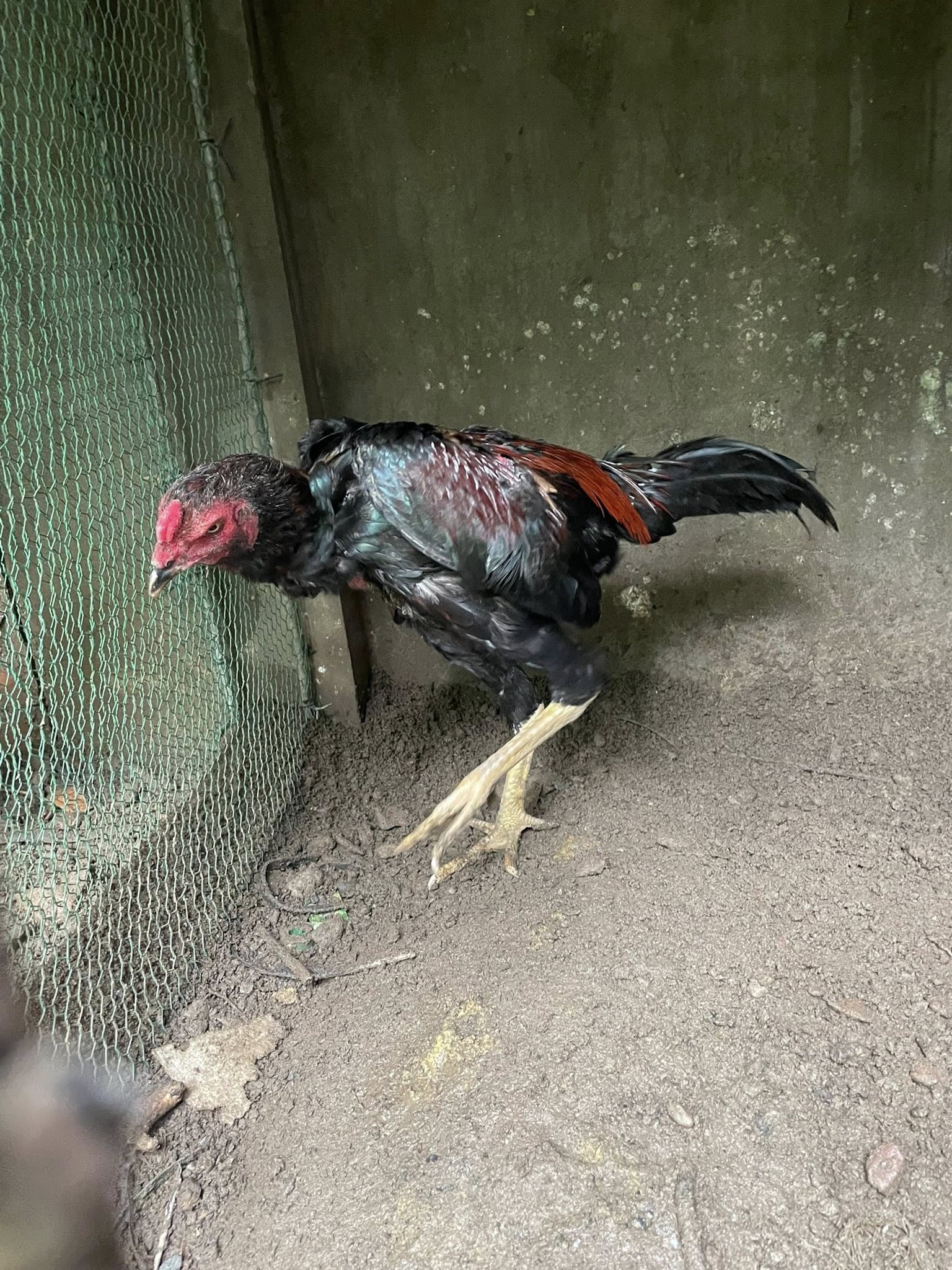 giá gà chọi giống giá bao nhiêu