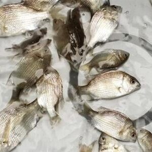 giống cá tráp vây vàng