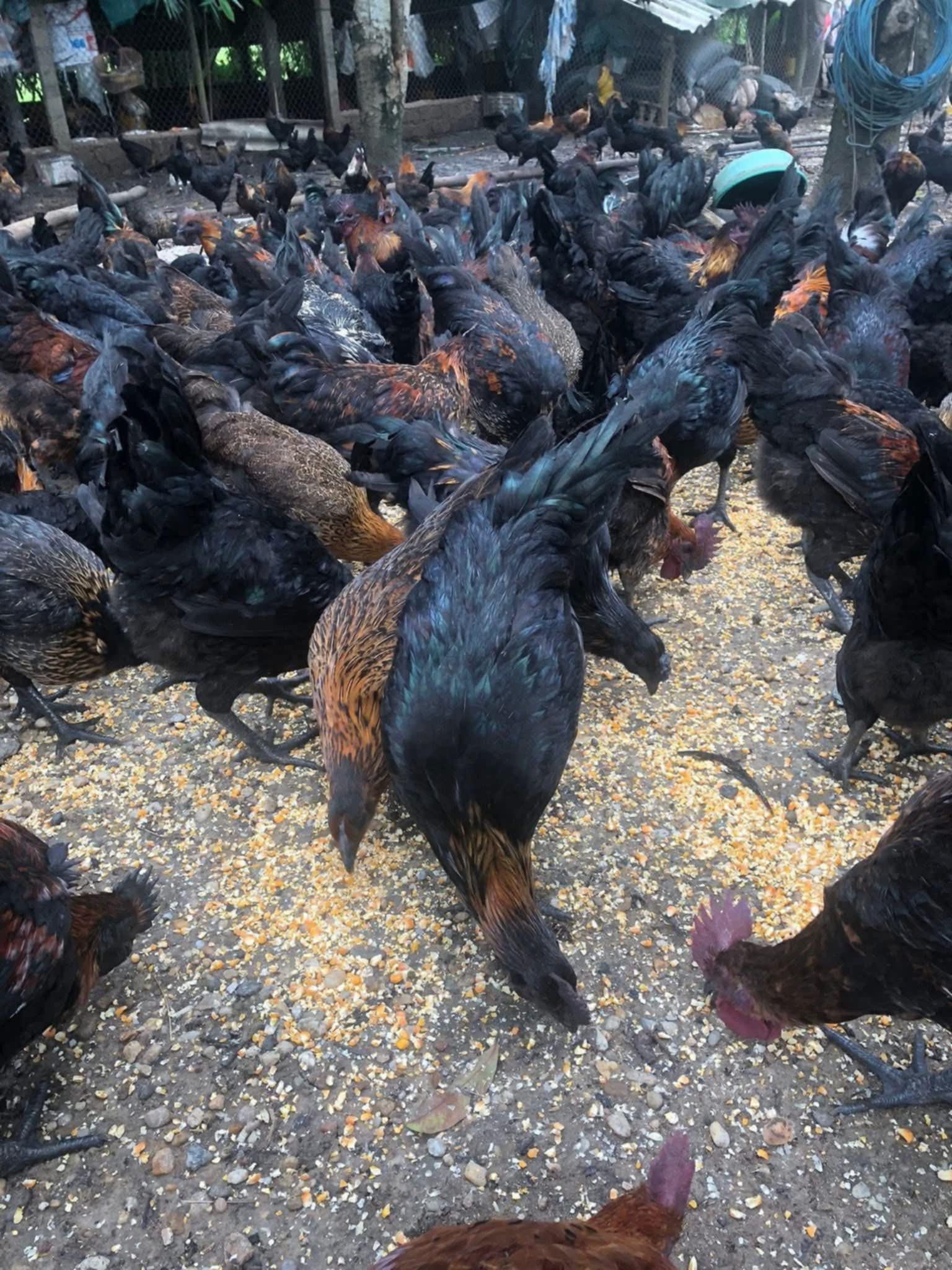 mô hình nuôi gà h mông hiệu quả