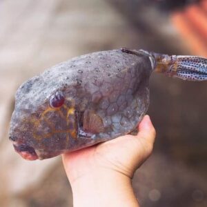 cá bò hòm giống