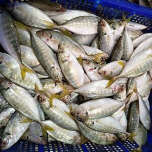 cá cam Nhật giống
