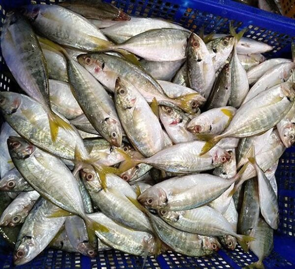 cá cam Nhật giống