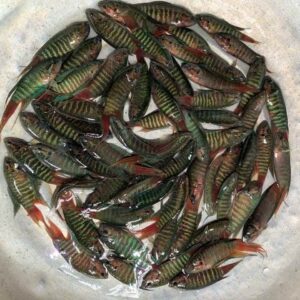 cá cờ chấm giống