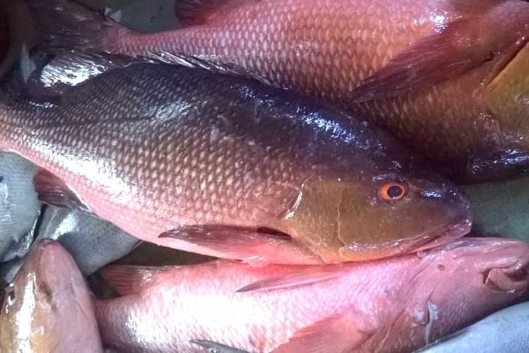 cá hồng chuối giống cá hồng chuối giống