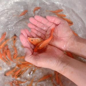 cá hường giống