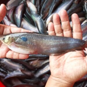 cá trèn bầu giống