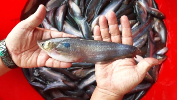 cá trèn bầu giống