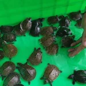 cua đinh giống