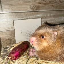 giá dúi má đào giống