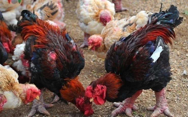 giá gà đông tảo giống lai