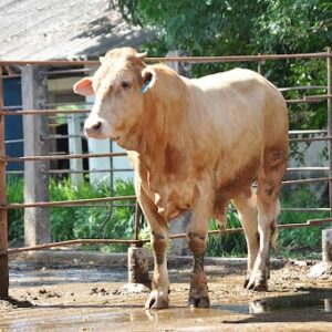 giống bò charolais