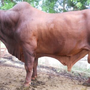 giống bò droughtmaster