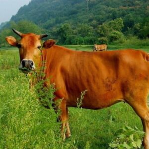 giống bò vàng việt nam