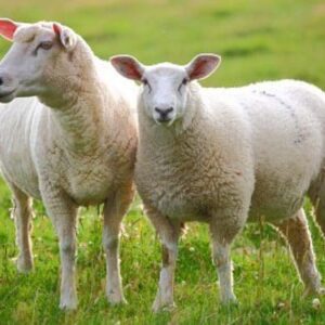 giống cừu phan rang