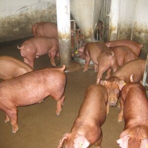 giống heo duroc
