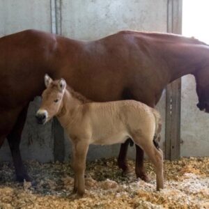 giống ngựa mông cổ