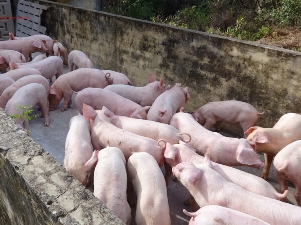 heo landrace giống