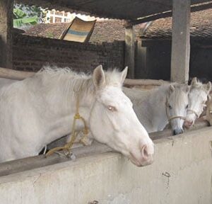 ngựa bạch giống