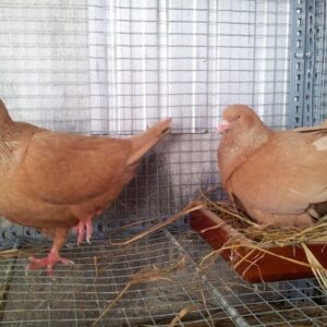 bồ câu gà giống