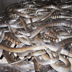 rắn hổ hèo giống